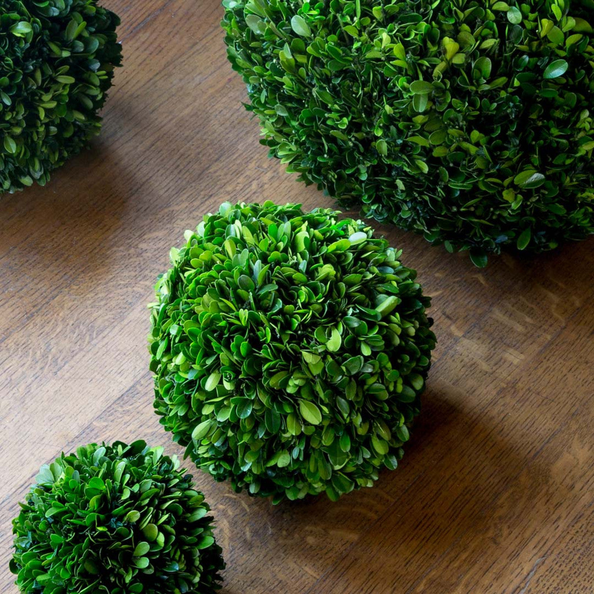 Preserved Boxwood Ball