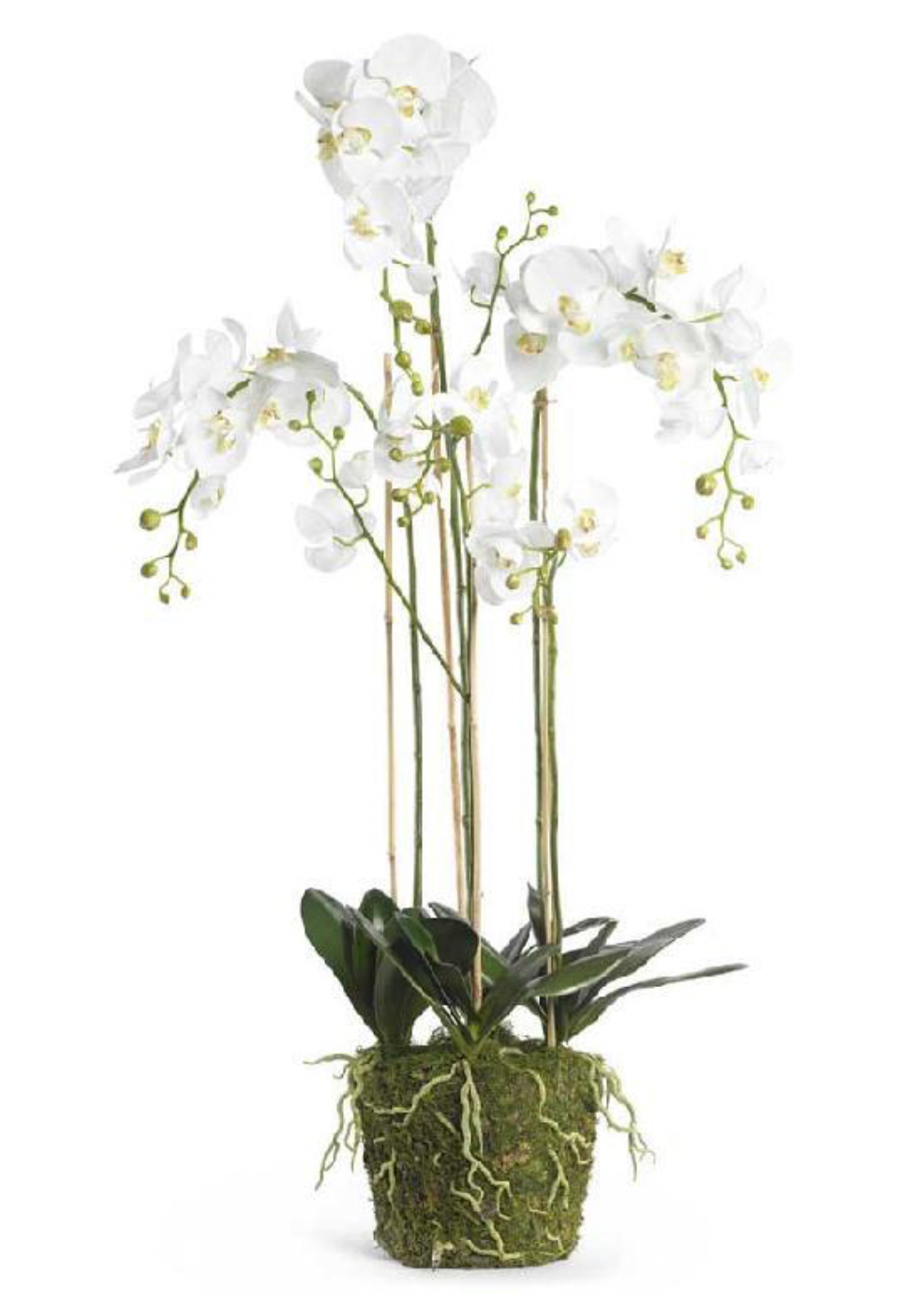 52" White Orchid w/Moss Base & Exposed Roots