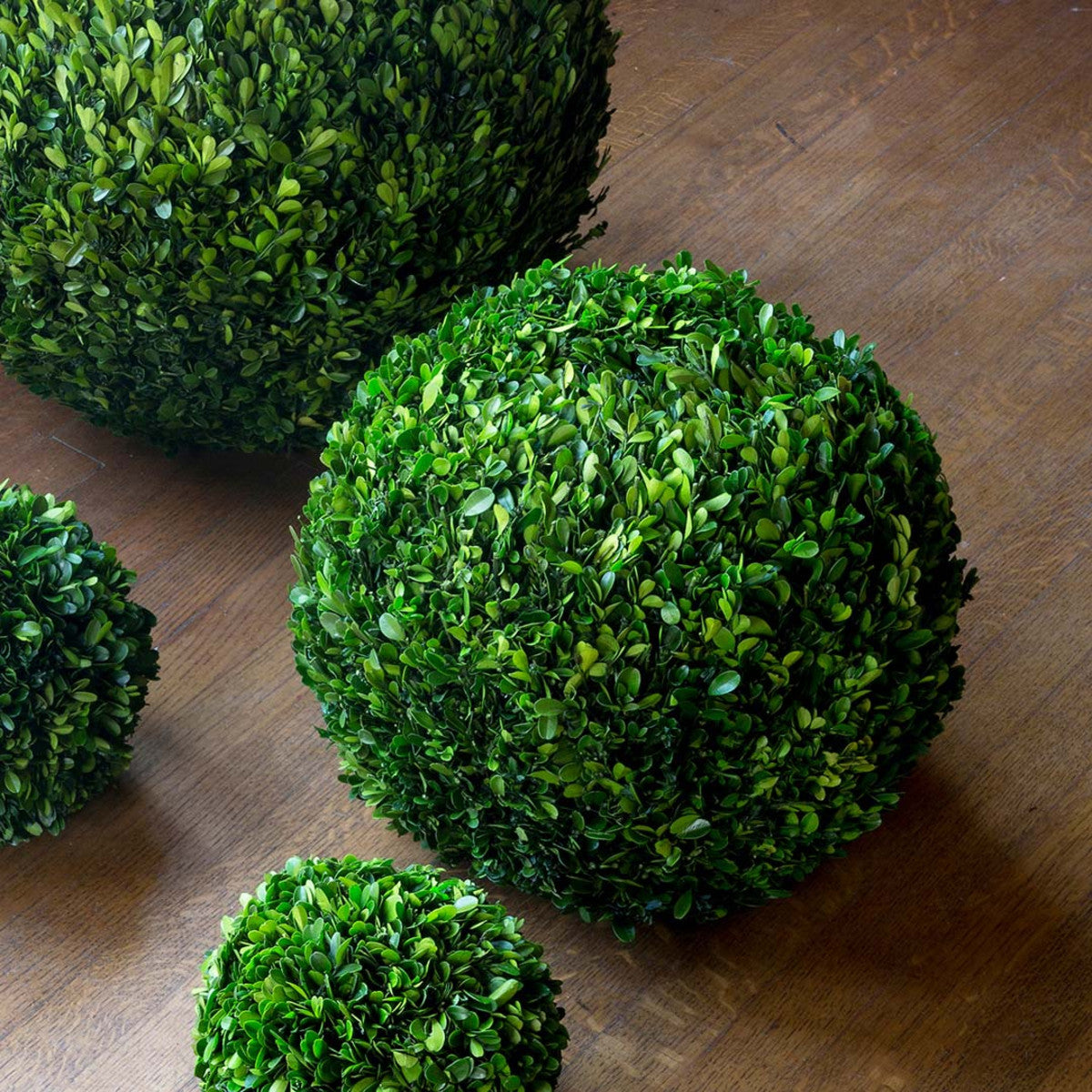 Preserved Boxwood Ball