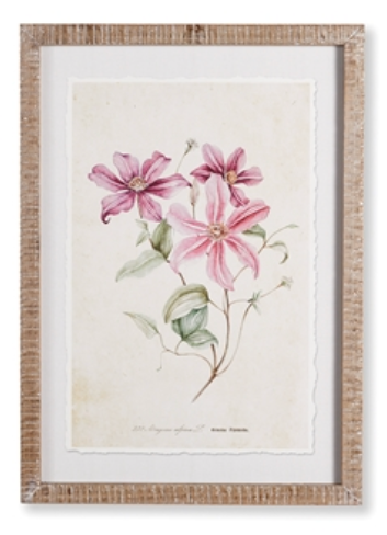 Pink Clematis Prints