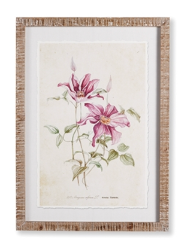 Pink Clematis Prints