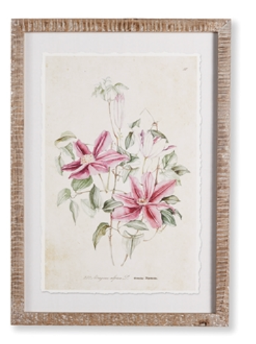 Pink Clematis Prints