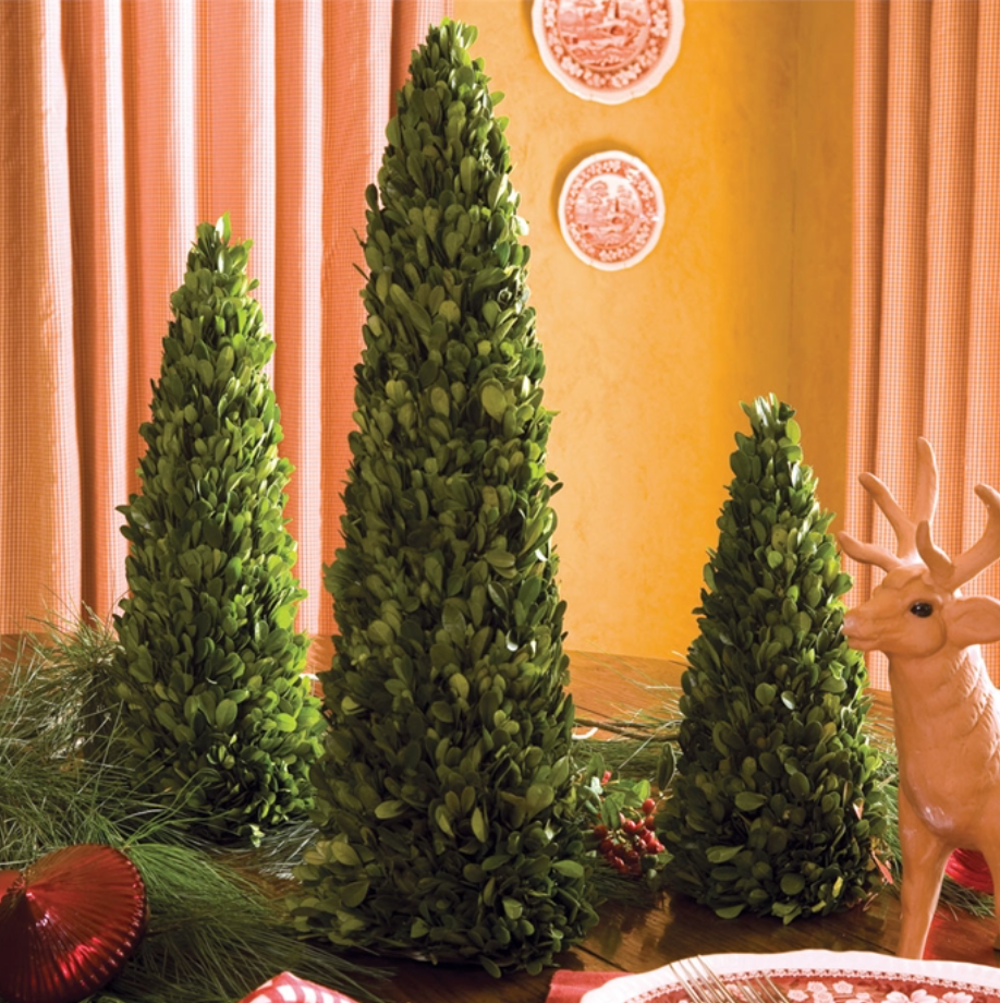 Boxwood Mini Trees