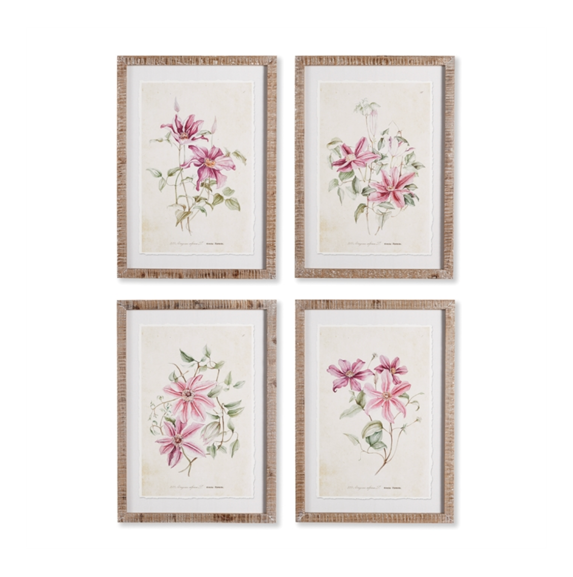 Pink Clematis Prints