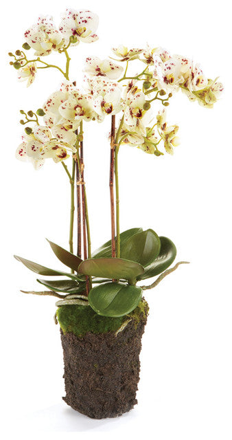 Phalaenopsis White and Purple Drop In