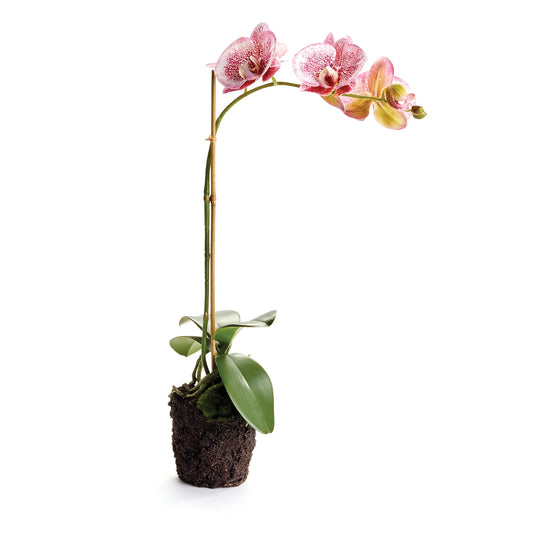 Phalaenopsis Drop-in Speckled Pink