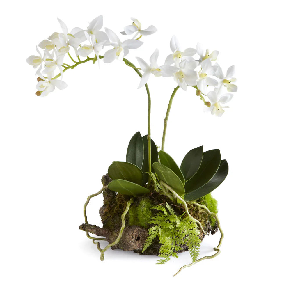 Mini Dendrobium with Rustic Drop-in