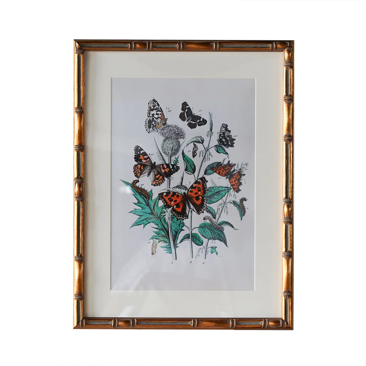 Burnley Frame
