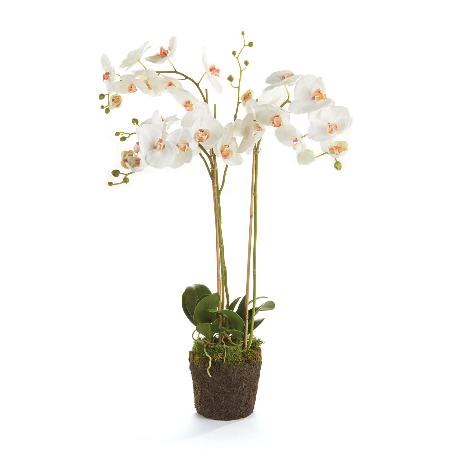 Phalaenopsis Drop-In Orchid