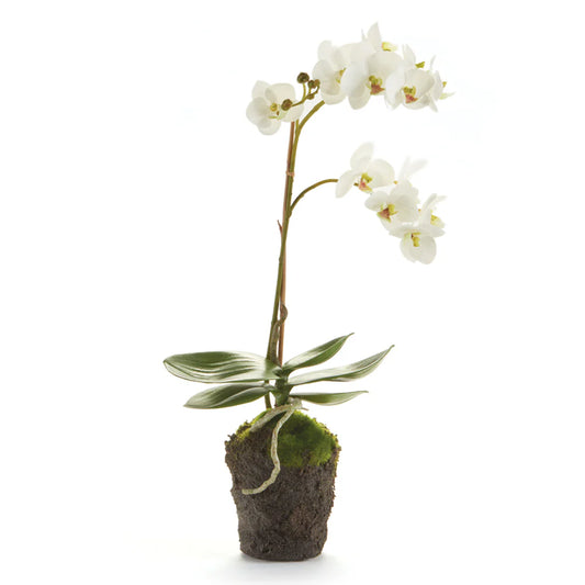 Phalaenopsis 17" Drop In White