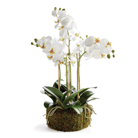 Phalaenopsis Orchid Drop-in Bowl 20"