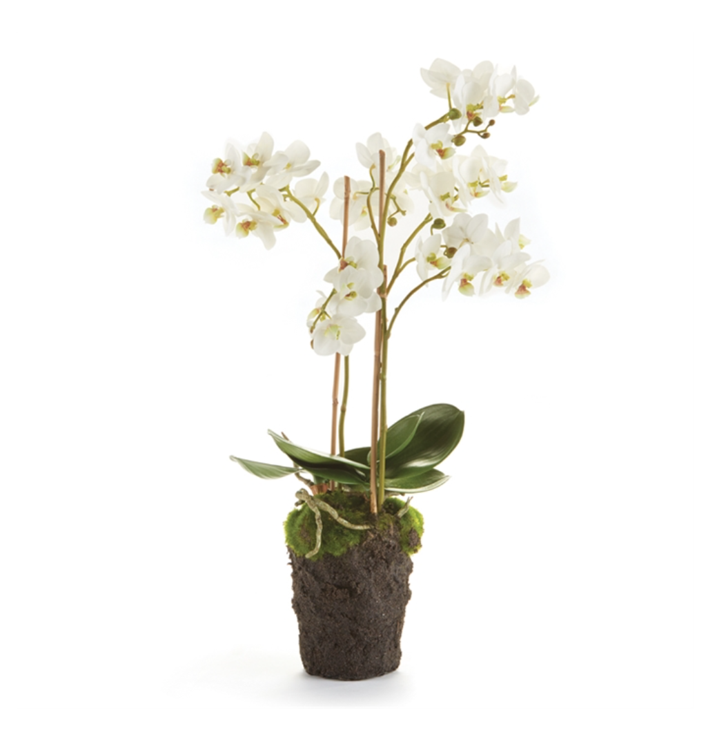 Phalaenopsis Drop-In Orchid