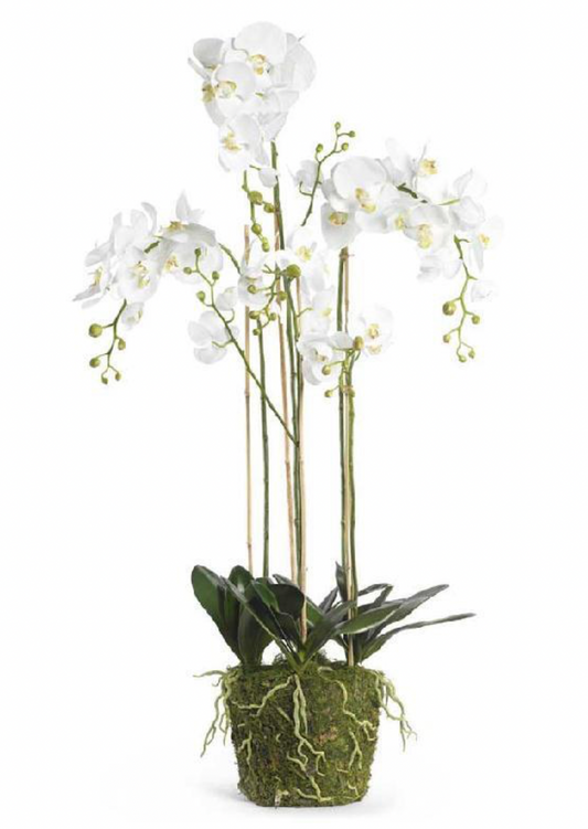 52" White Orchid w/Moss Base & Exposed Roots