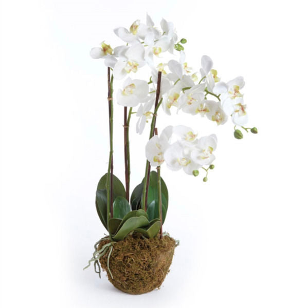 Phalaenopsis Drop-In Orchid