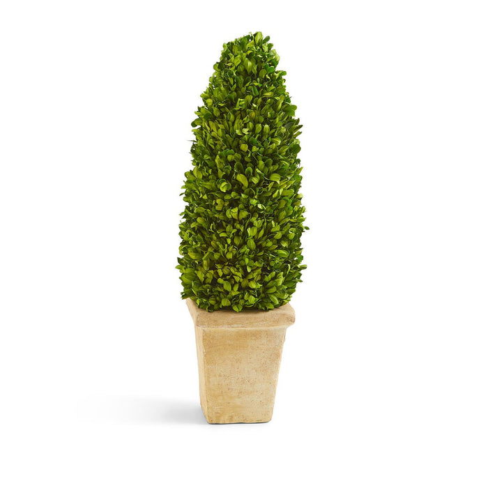 Preserved Boxwood 21" Topiary in Planter