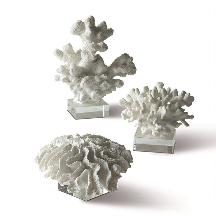 White Coral Sculptures on Glass
