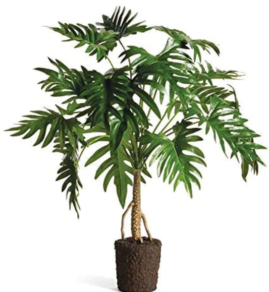 Split Leaf Selloum Drop-In