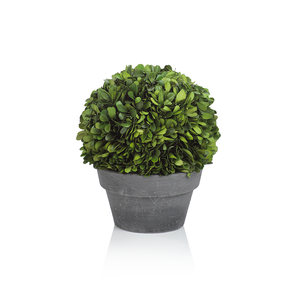 Versailles Ball Topiary in Round Pot