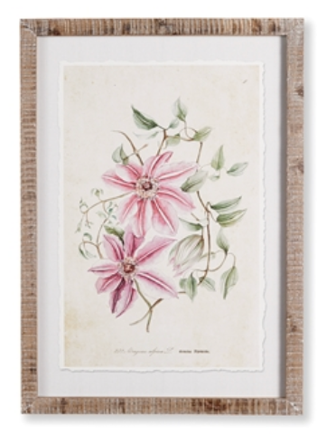 Pink Clematis Prints