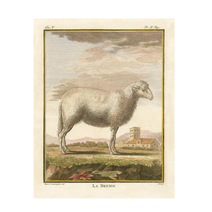 Comte de Buffon 19th Century Natural History Prints