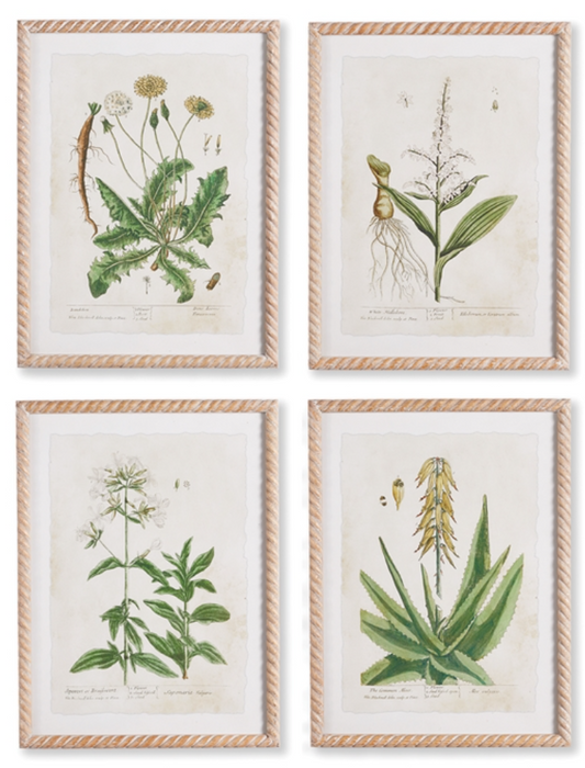 Vintage Botanical Study Framed Prints