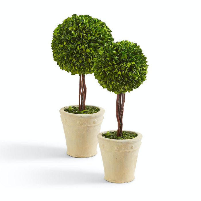 Preserved Boxwood Ball Topiary in Planter