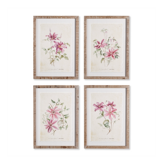 Pink Clematis Prints