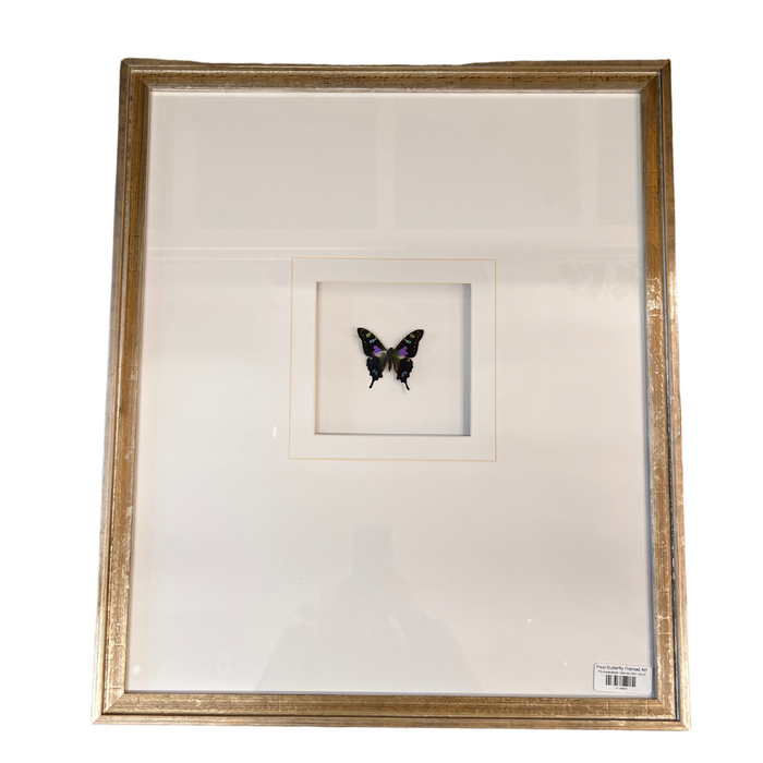 Real Butterfly Framed Art
