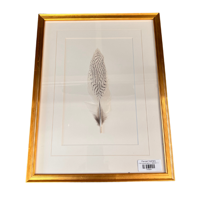 Framed Feathers