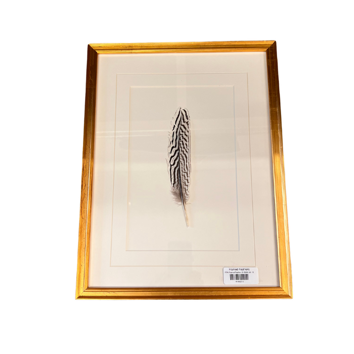Framed Feathers