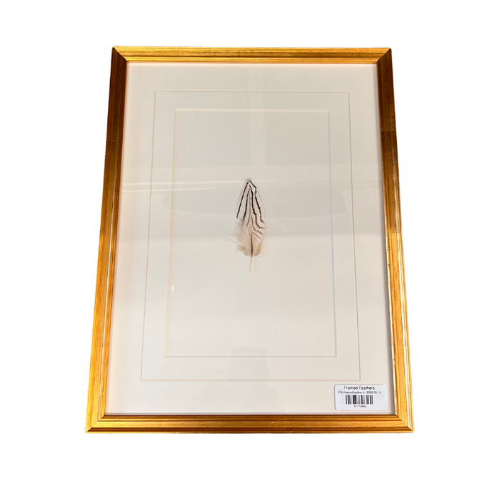 Framed Feathers