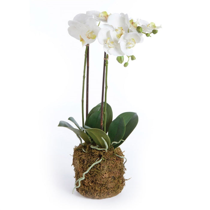 Phalaenopsis Drop-In Orchid