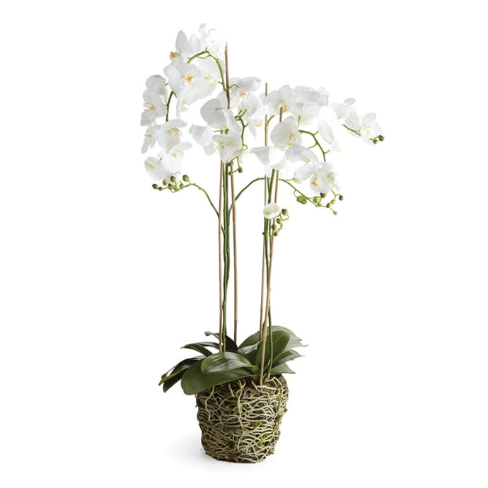 Phalaenopsis Drop-In Orchid