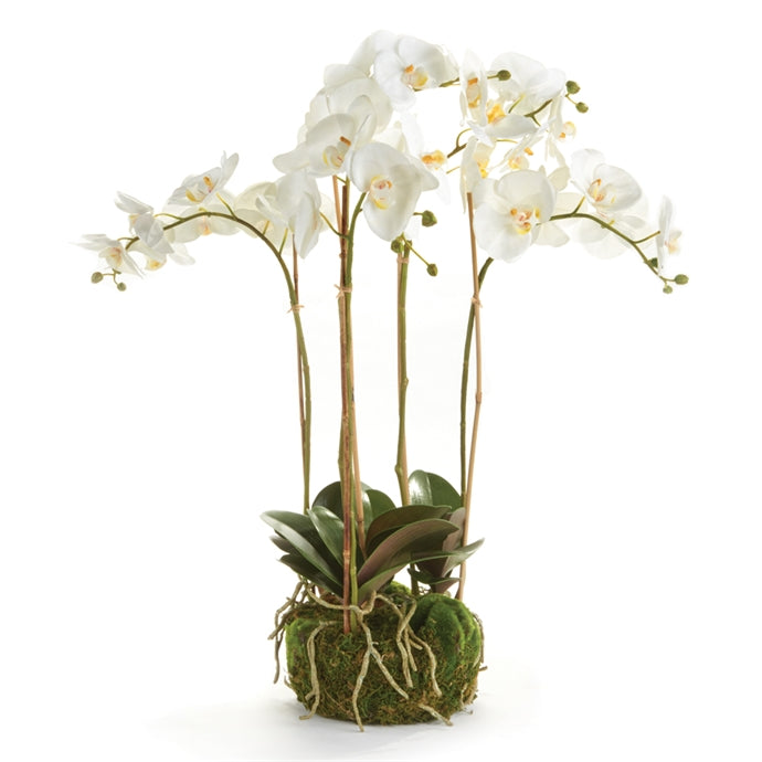 Phalaenopsis Drop-In Orchid