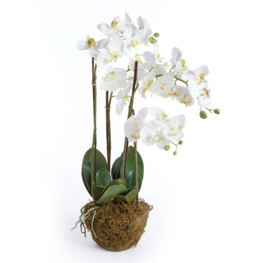 Drop-In Phalaenopsis